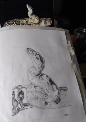 Boa snake pencil drawing with reference in background