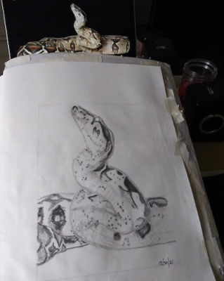 Boa penicl sketch with reference picture in the background