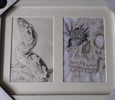 Framed Boa snake and atoxyl in skull watercolor painting