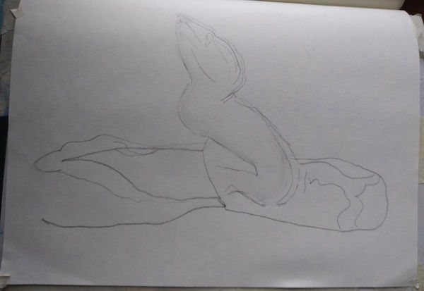 Pencil drawing of boa outline