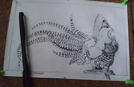 Mostly fine point marker of a reeves pheasant with penicl erased