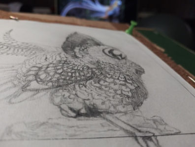 Reeve's Pheasant outlined in pencil