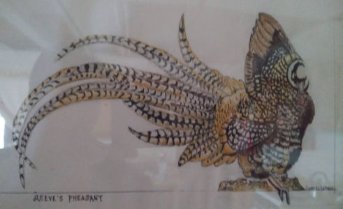 Reeve's Pheasant water color painting with marker on paper