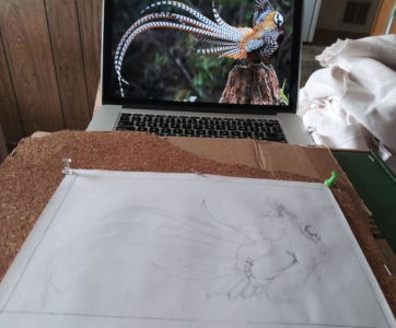 Outline of Reeve's Pheasant with screen for reference